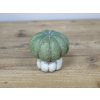 Brand New Decorative Small Pumpkin 5