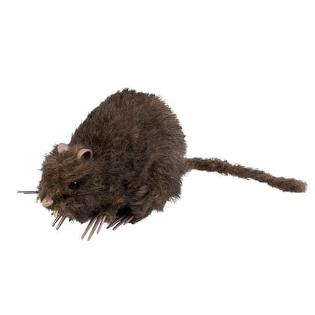 Furry Rat