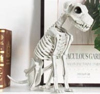 Creepy Dog Skeleton Halloween Decoration