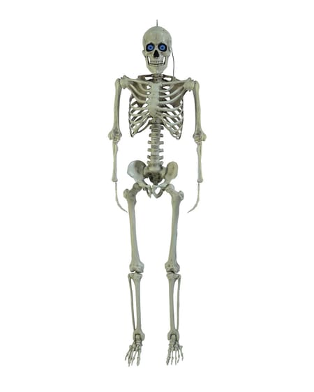 Injection Moulded Skeleton with Digiteyes (1.5m)