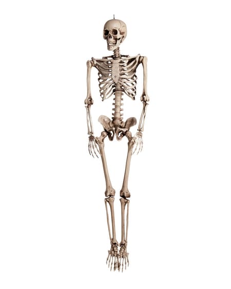 Skeleton 160cm Articulated good quality prop