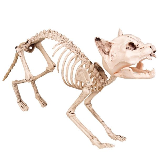 Cat Skeleton