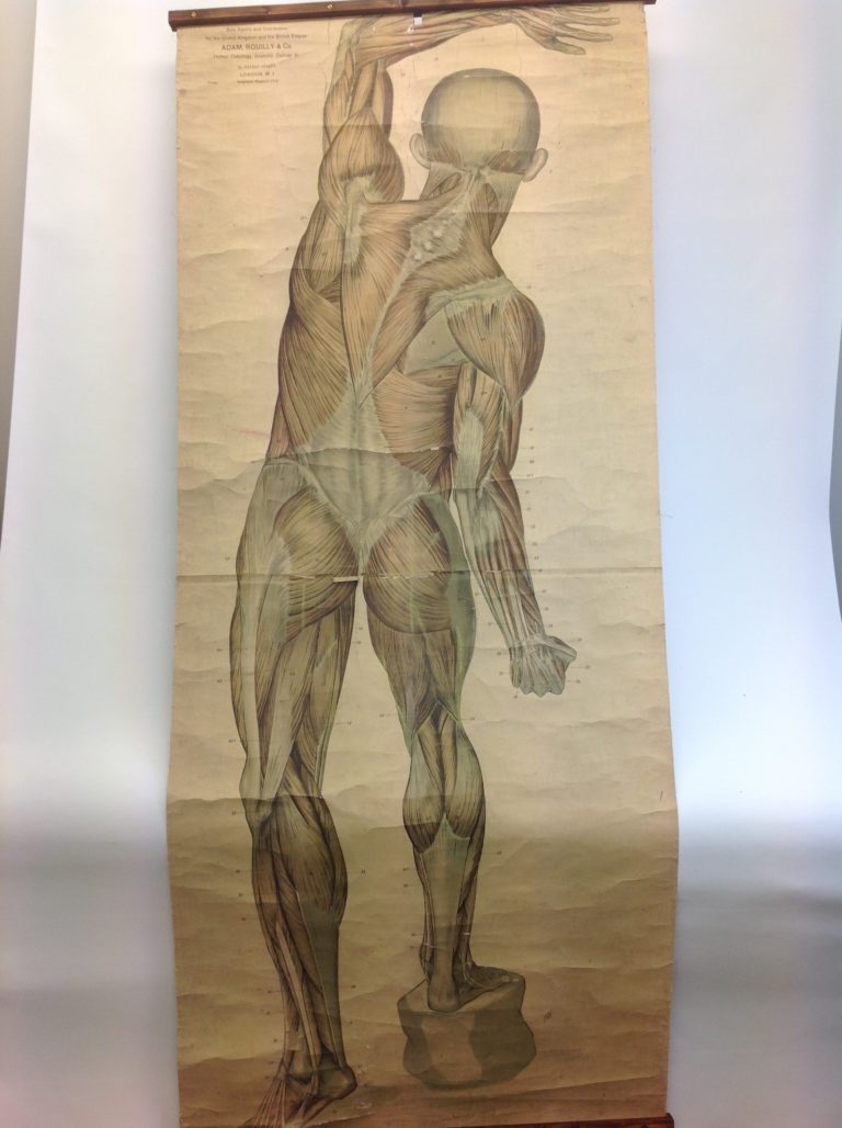 Vintage Full-body Anatomical Chart - Dorsal Musculature