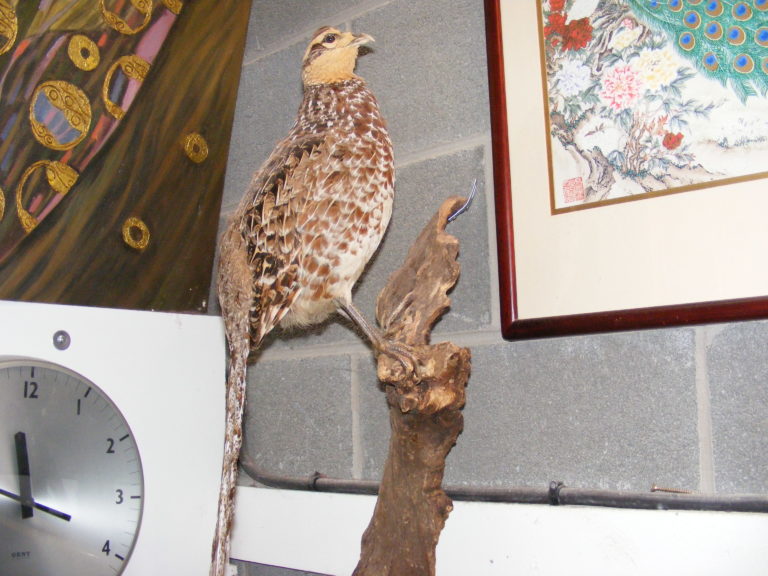 Vintage Taxidermy Reeve's Pheasant Exotic Bird on Natural Bark Mount