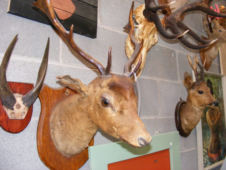 Vintage Taxidermy Fallow Deer Head with Antlers on Wooden Plaque