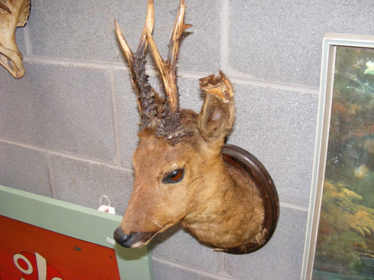Vintage Roe Deer Taxidermy Mount with Antlers