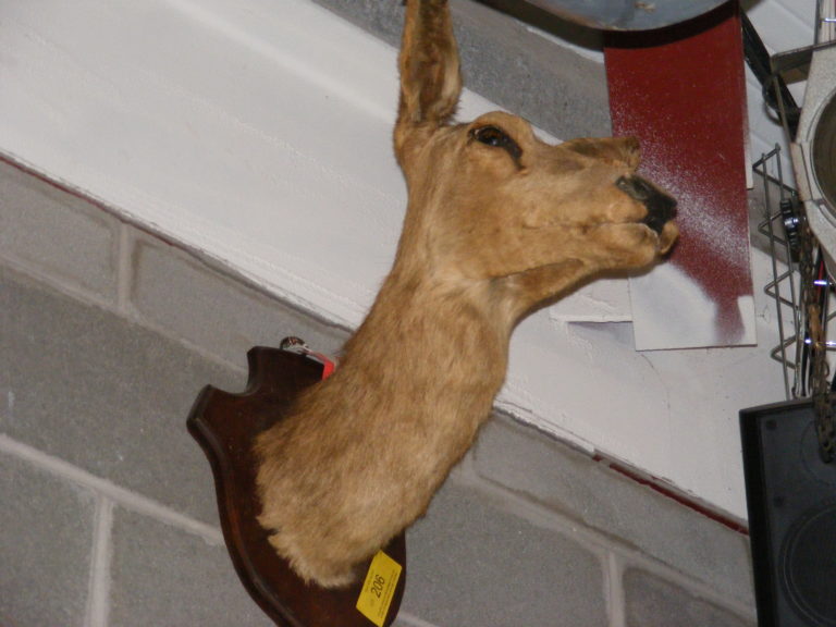 Vintage Red Hind Deer Taxidermy Wall Mount