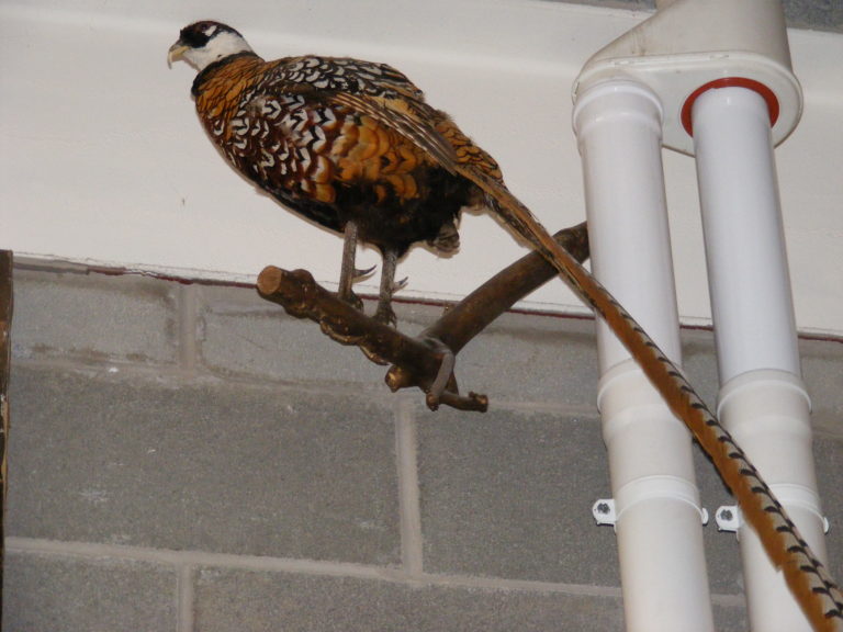 Vintage Reeve's Pheasant Bird Taxidermy Display on Wooden Perch