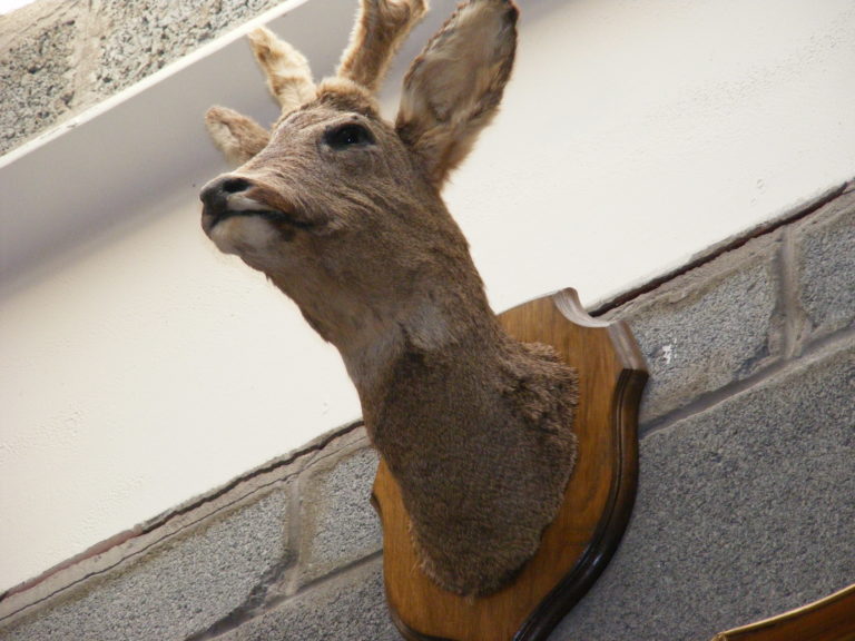 Vintage Roe Deer Taxidermy Wall Mount with Wooden Shield