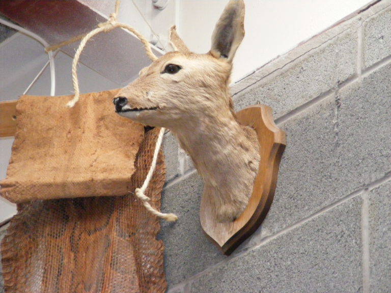 Vintage Roe Deer Head Taxidermy Mount on Wooden Plaque
