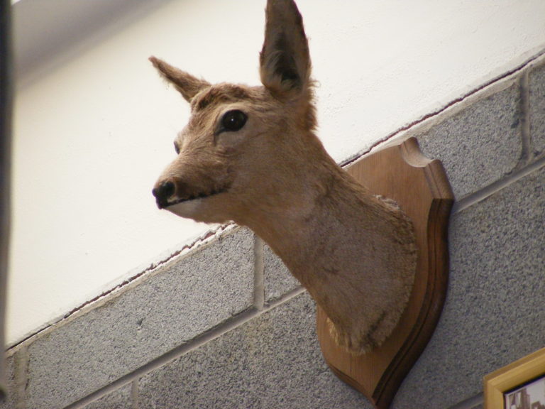 Vintage Roe Doe Taxidermy Mount