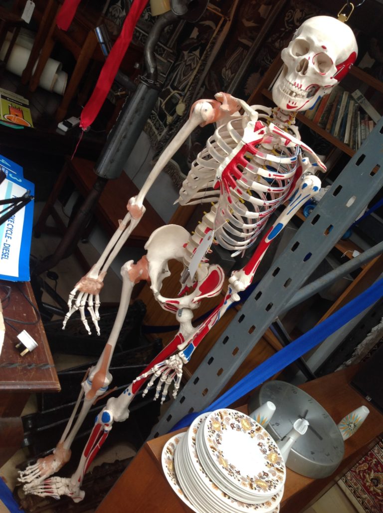 Life-size Model of Human Skeleton