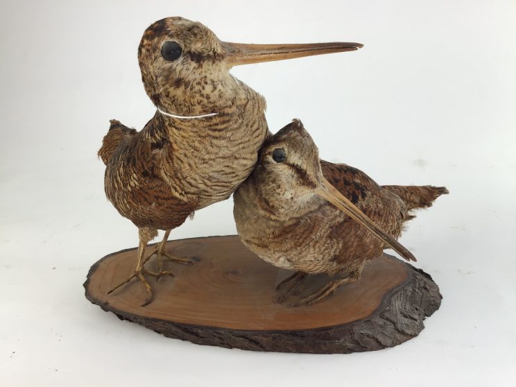 Pair of Woodcock taxidermy