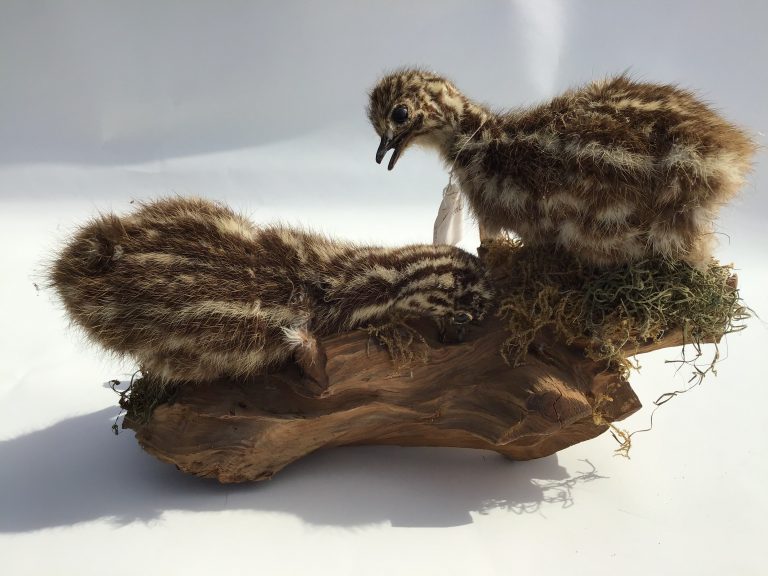 Emu Chicks taxidermy