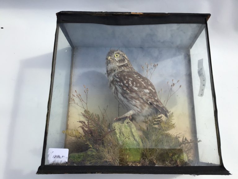 Little Owl mounted in glass case