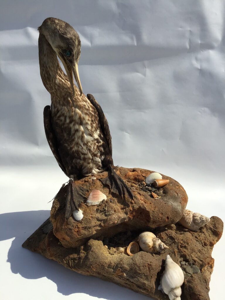 Taxidermy Cormorant mounted on faux shore