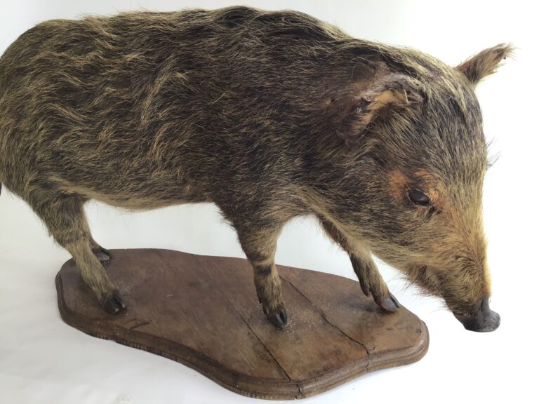A Complete Boar [50cm tall]