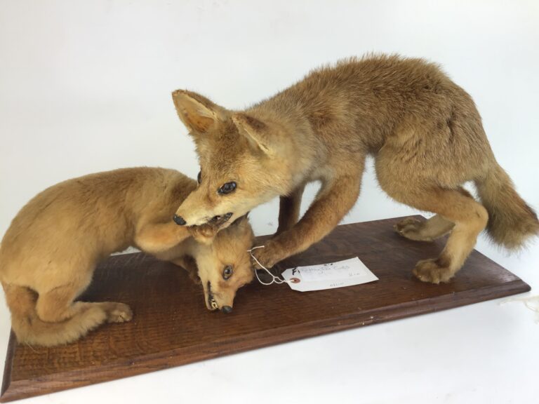 Taxidermy Fighting Fox Cubs