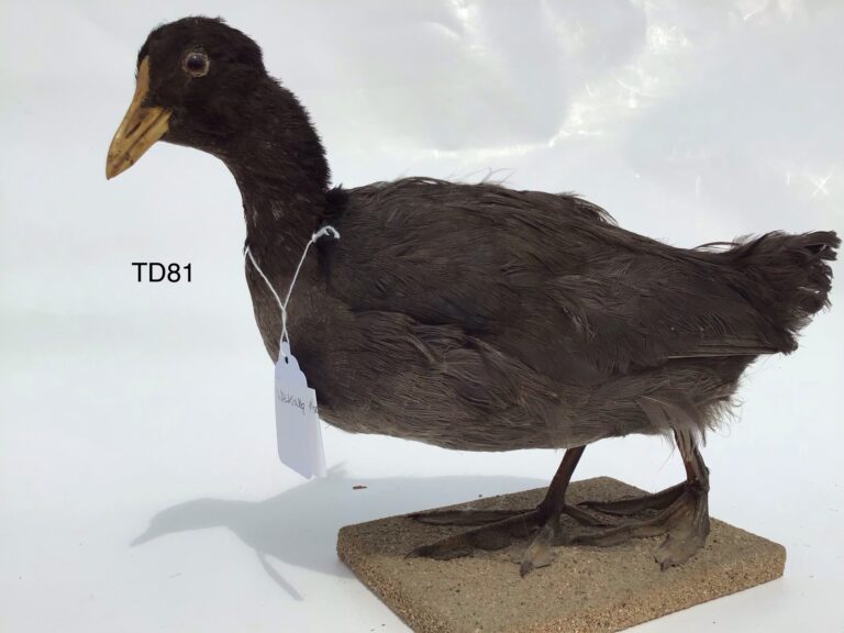 TD81 Coot on textured base