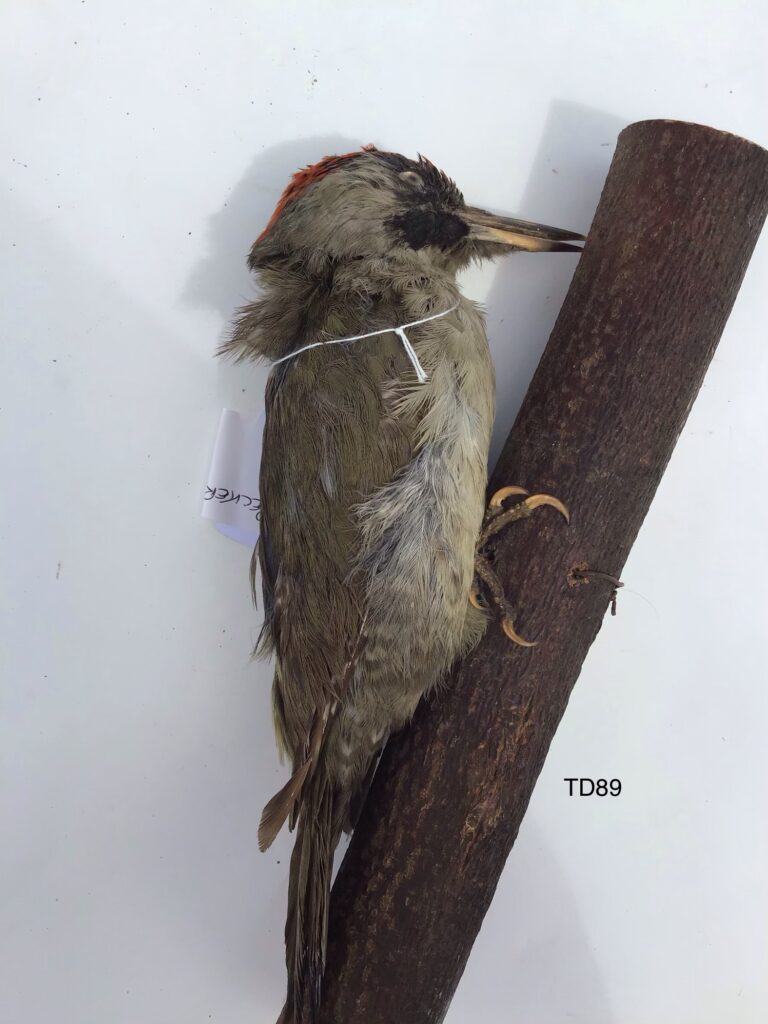 TD89 Green Woodpecker on a branch