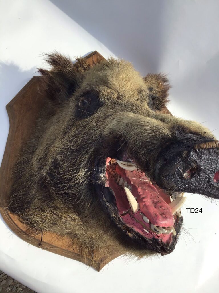 TD24 Large Vintage Boar’s Head on Shield