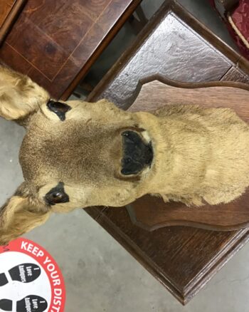 Doe a deer, a wall mounted deer on wooden shield