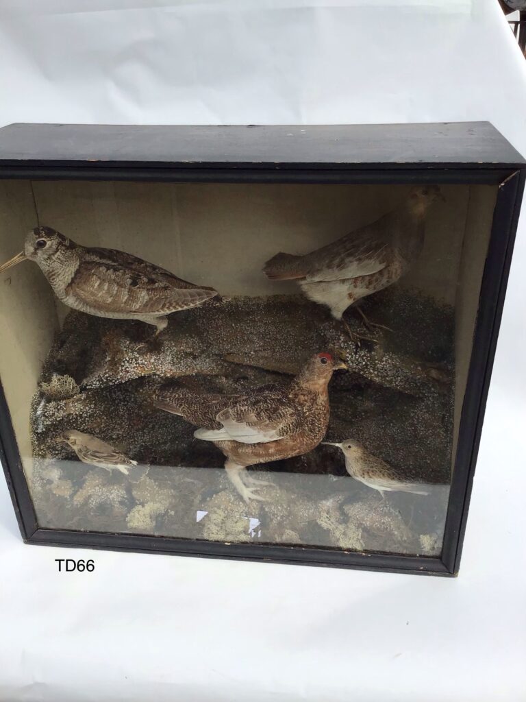 TD66 Five Birds in glass-fronted display case