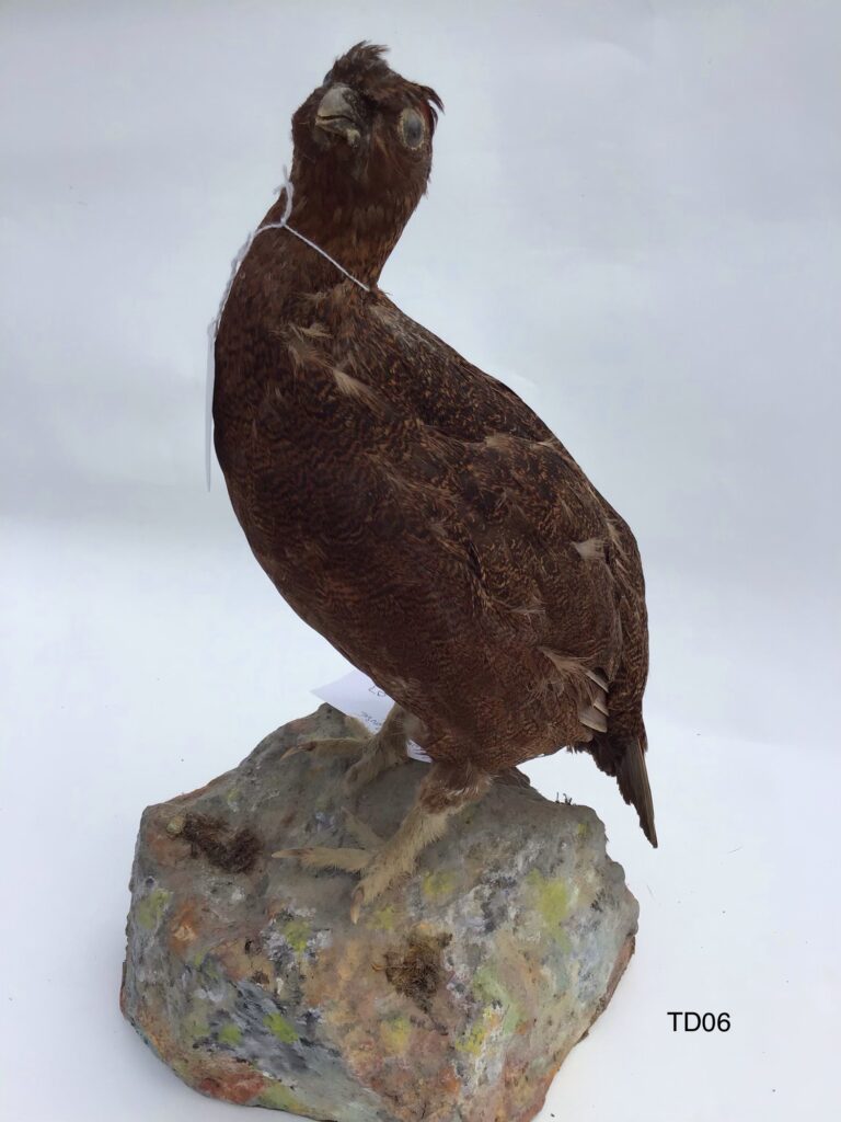 TD06 Brown Grouse on rock-effect base