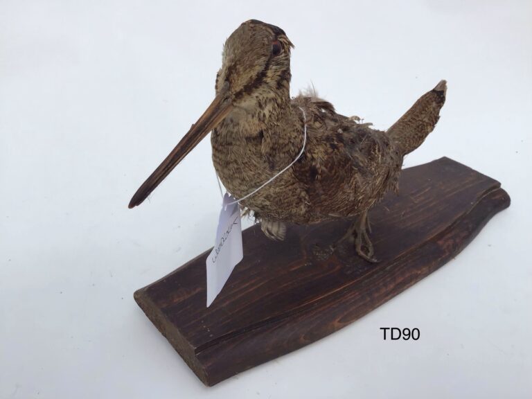 TD90 Woodcock on a wooden base