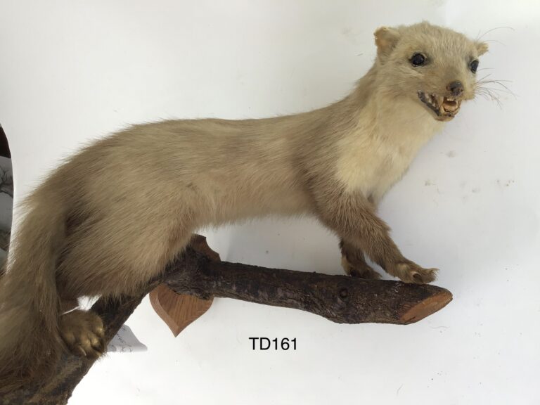 TD161 Pine Marten on a branch
