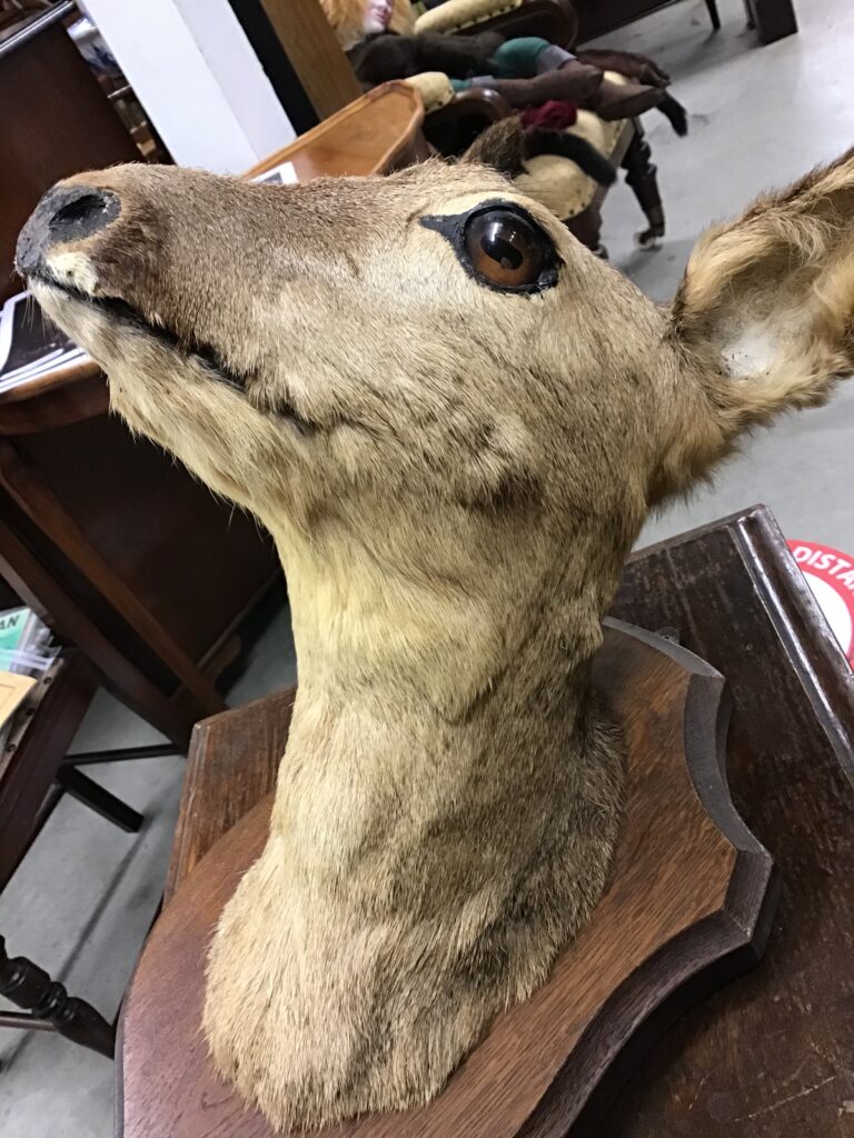 Doe a deer, a wall mounted deer on wooden shield