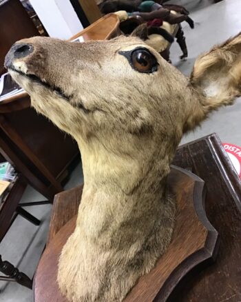 Doe a deer, a wall mounted deer on wooden shield