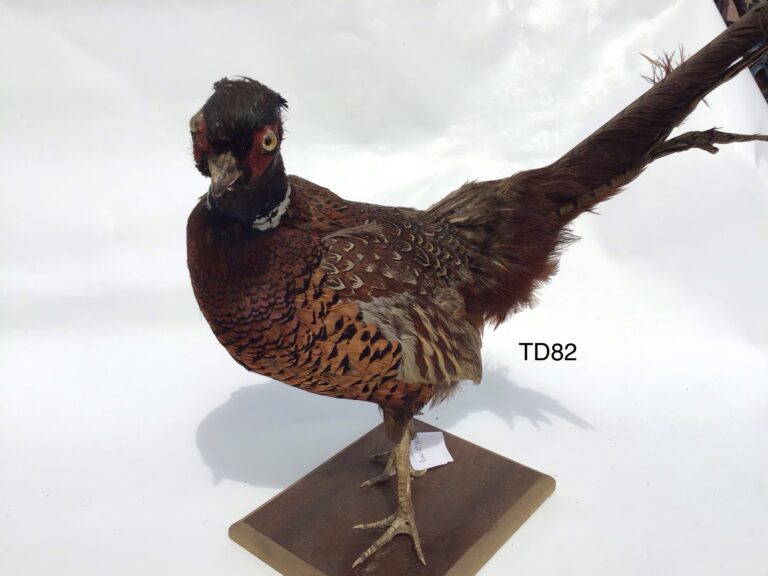 TD82 Pheasant on wooden base