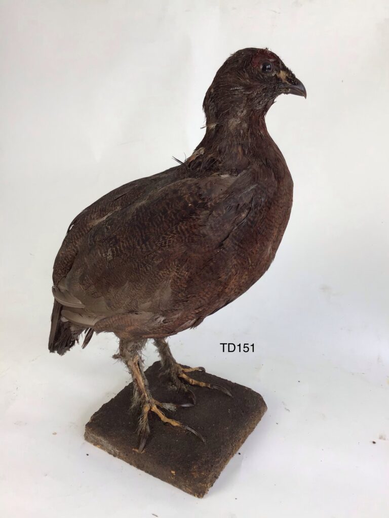 TD151 Partridge on Textured Base