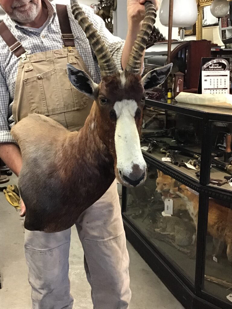 Rare taxidermy African Blesbok