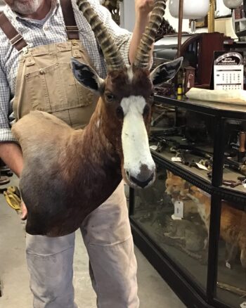 Rare taxidermy African Blesbok
