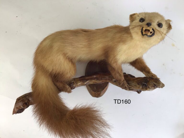 TD160 Pine Marten on a branch
