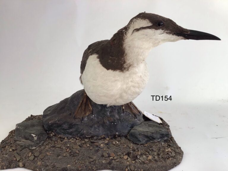 TD154 Guillemot on a rocky shore