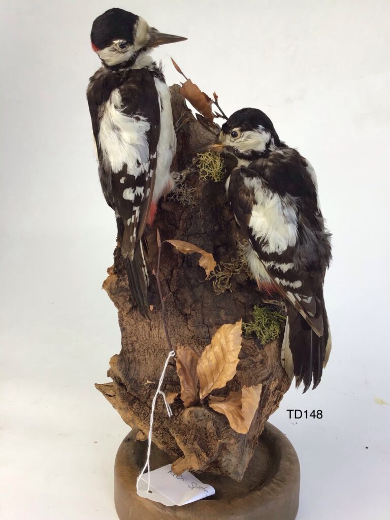 TD148 pair of spotted woodpeckers