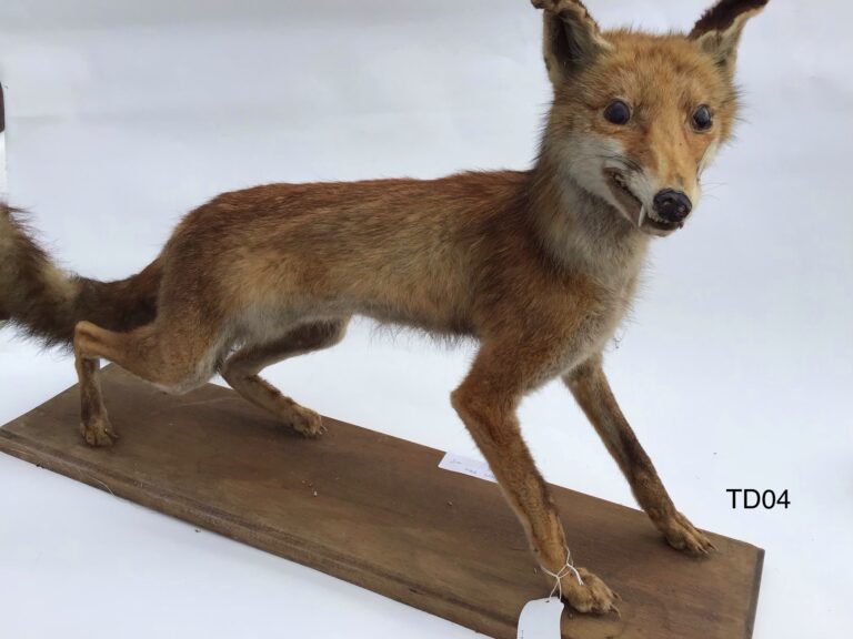 TD04 Red fox on wooden board