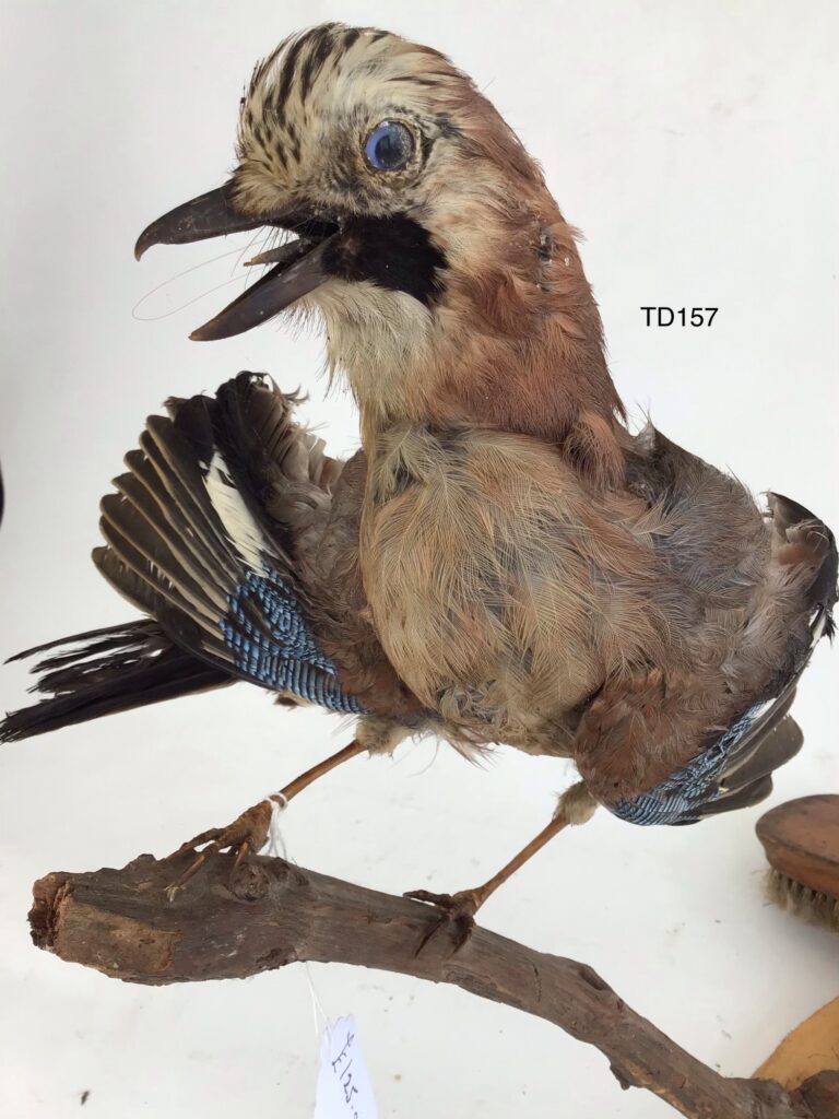 TD157 Blue Jay on a branch