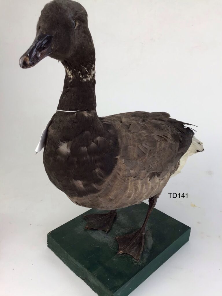 TD141 Brent Goose on wooden board
