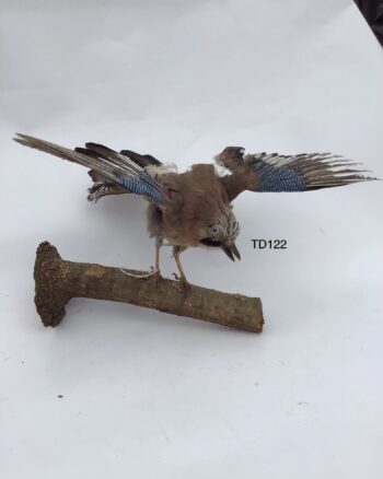 TD122 Eurasian Jay on a branch