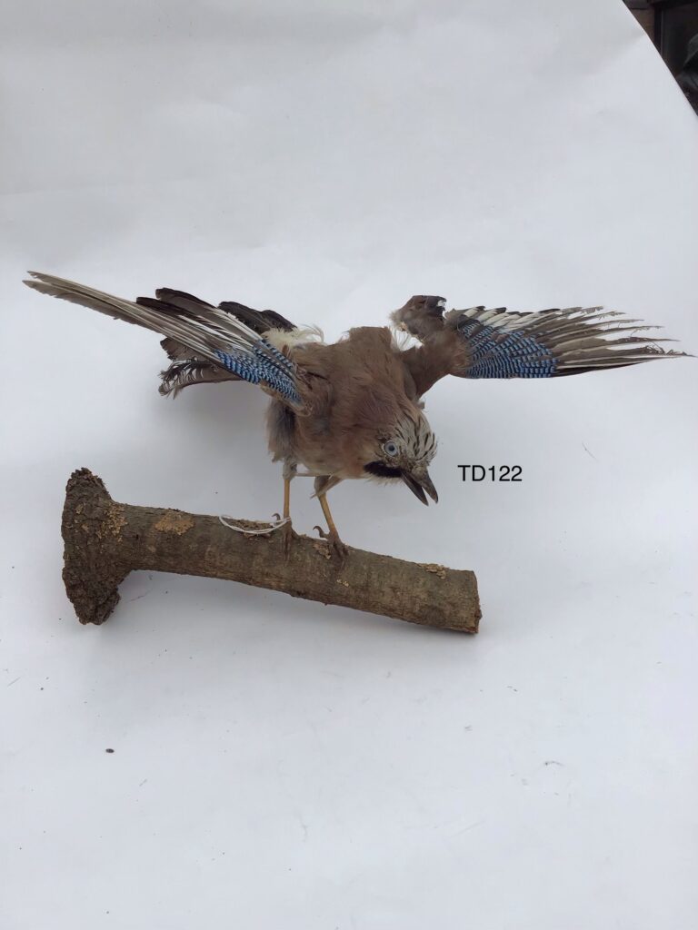 TD122 Eurasian Jay on a branch