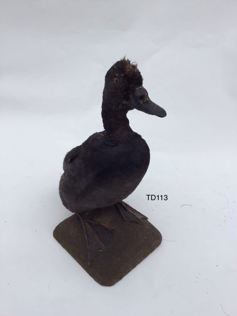 TD113 Black duck on textured base