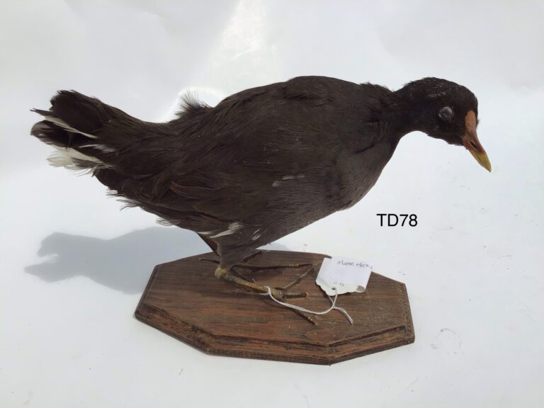 TD78 Moorhen on wooden board