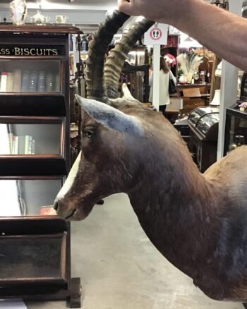 Rare taxidermy African Blesbok