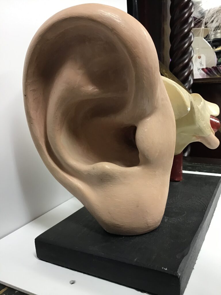 1940's Anatomical Ear Model