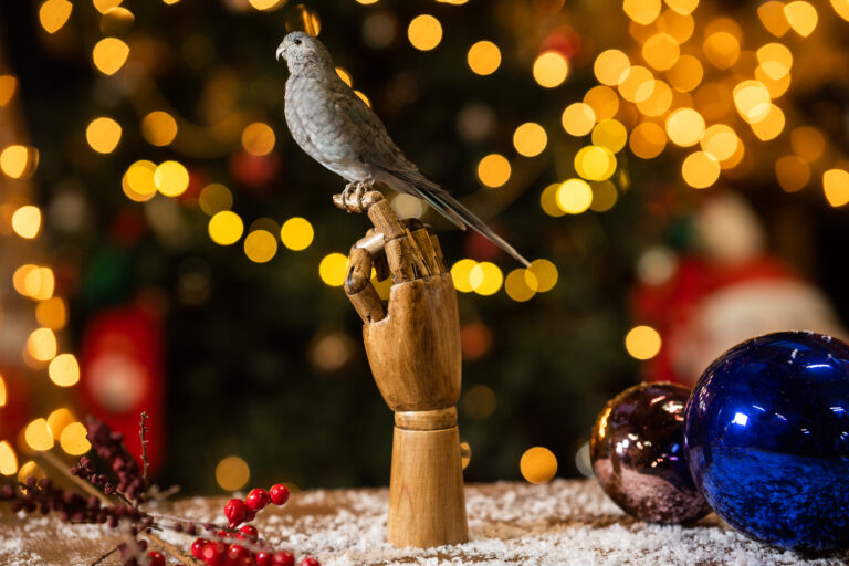 Vintage Taxidermy Lineolated Parakeet with Wooden Articulated Hand Stand