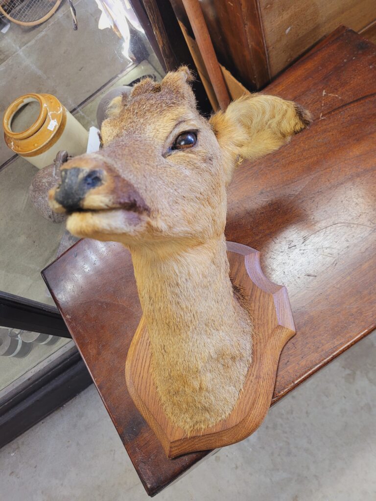 TD164 Squinting Roe Deer Trophy